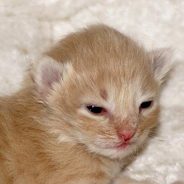 Sibirische Katzen Floris von der Gronau